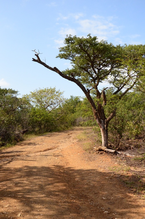 2015-05 South Africa/iMfolozi/DSC_0248.JPG